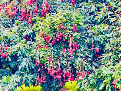 Dinajpur Large Size বোম্বাই🍒 Lichu 100Pcs._img_1