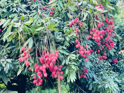 Dinajpur Large Size বোম্বাই🍒 Lichu 100Pcs._img_2