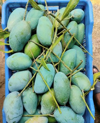 নাক ফজলি আম🥭 কেমিক্যাল মুক্ত_img_2