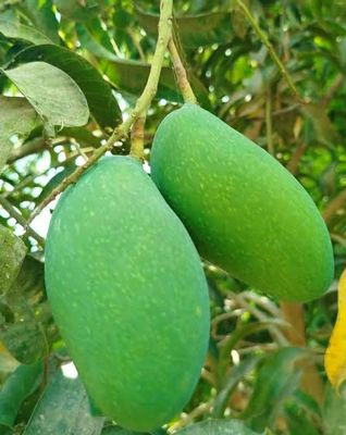 নাক ফজলি আম🥭 কেমিক্যাল মুক্ত_img_1