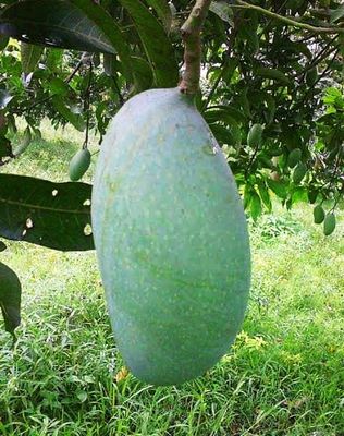 নাক ফজলি আম🥭 কেমিক্যাল মুক্ত_img_4