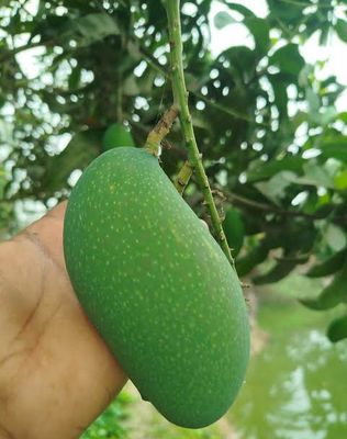 নাক ফজলি আম🥭 কেমিক্যাল মুক্ত_img_3