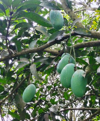 নাক ফজলি আম🥭 কেমিক্যাল মুক্ত_img_5