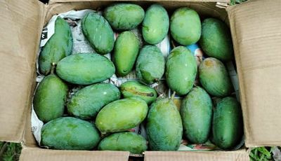 নাক ফজলি আম🥭 কেমিক্যাল মুক্ত_img_6
