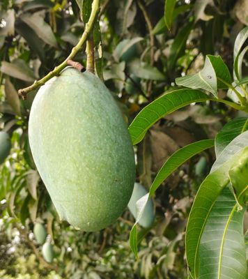 নাক ফজলি আম🥭 কেমিক্যাল মুক্ত_img_9