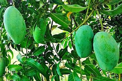 নাক ফজলি আম🥭 কেমিক্যাল মুক্ত_img_8