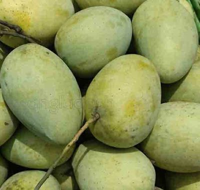 আম (সুরমা ফজলি) কেমিক্যাল মুক্ত_img_1