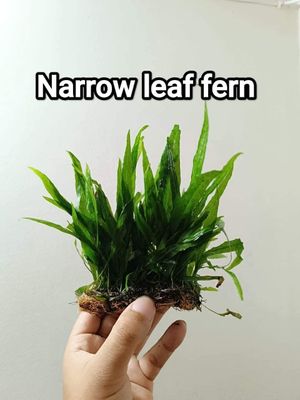 java fern ( narrow leaf)_img_0