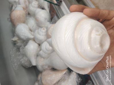 বাদ্যশঙ্খ অরিজিনাল_img_1