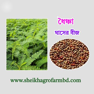 ধৈঞ্চা বীজ (১ কেজি)_img_0