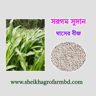 (সরগম সুদান) ঘাসের বীজ_img_0