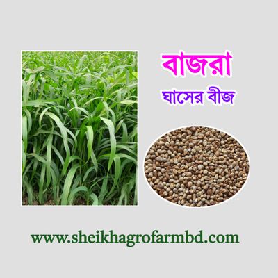 (বাজরা) ঘাসের বীজ_img_0