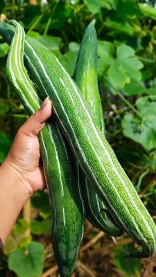 হাইব্রিড ভ্যারাইটির চিচিঙ্গা বীজ । Hybrid Snake Gourd (Chichinga) seeds._img_0