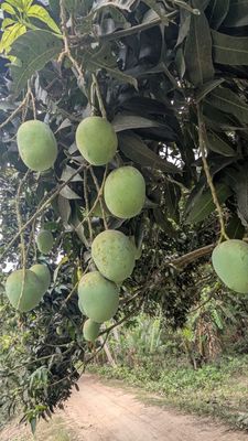 লেংড়া আম l ডেলিভারি চার্জ ফ্রি l_img_1