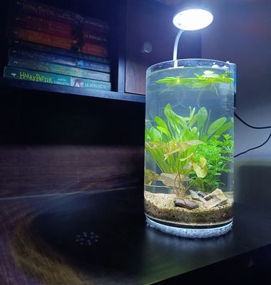 Planted jar (full setup)_img_0