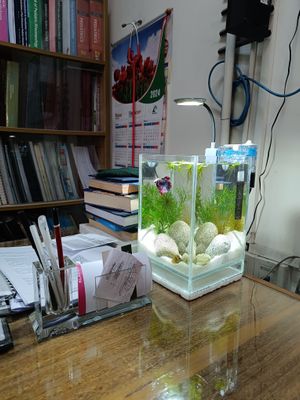 6/6/9 inch full cristal planted tank_img_0