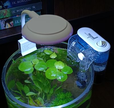 Planted jar (full setup)_img_1