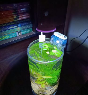 Planted jar (full setup)_img_2