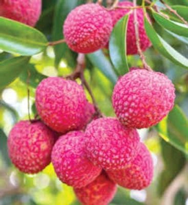 চায়না-৩ লিচু🍒 ১০০পিস আটি"_img_4