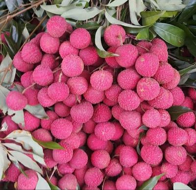 চায়না-৩ লিচু🍒 ১০০পিস আটি"_img_3