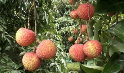 বেদানা লিচু🍒 ১০০পিস_img_1