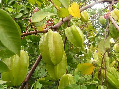 মিষ্টি কামরাঙা_img_2