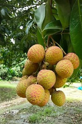 কাঁঠালি লিচু🍒 ১০০পিস, দিনাজপুর।_img_0