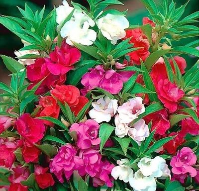 দোপাটি ফুল (৪ কালার)_img_0
