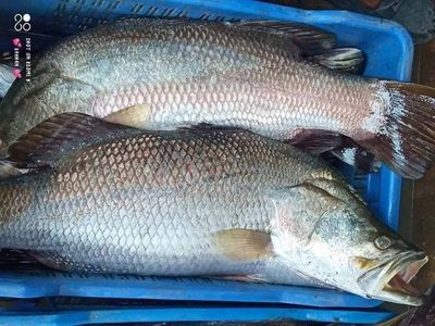 সাতক্ষীররা কোরাল মাছ (ভেটকি)l দেড় থেকে দুই কেজি সাইজেরl_img_0