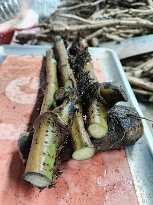 গাছ চুই/ডাল চুই_img_2