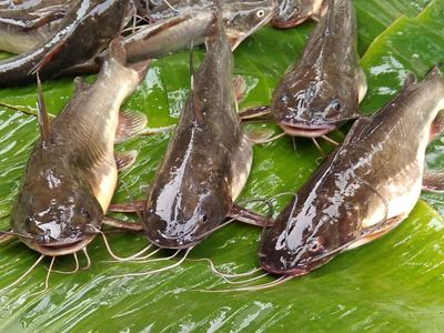 সাতক্ষীরার টেংরা (মিডিয়াম সাইজের)_img_1