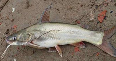 সাতক্ষীরার টেংরা (মিডিয়াম সাইজের)_img_2