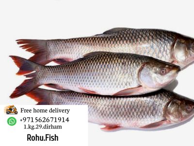 Fresh Rohu Fish –_img_1
