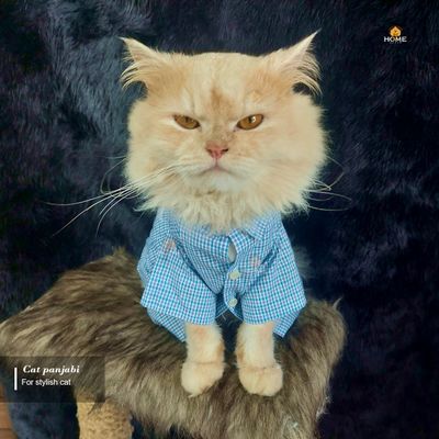 3 kg cat shirt_img_0