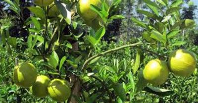 Deshi Malta - মাল্টা_img_1