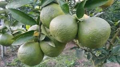 Deshi Malta - মাল্টা_img_2