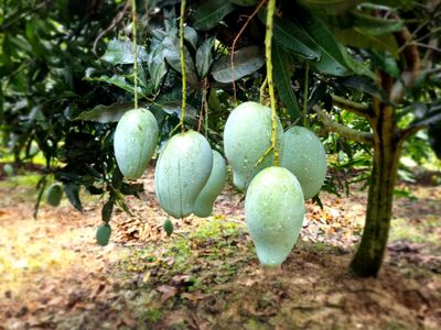 নওগাঁ সাপাহারের ৪৮ কেজি আম্রপালি আম_img_1