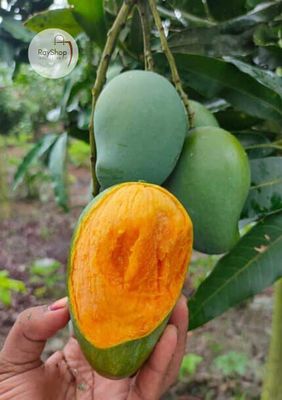 ১০ কেজি | আম্রপালি / রূপালি আম_img_1