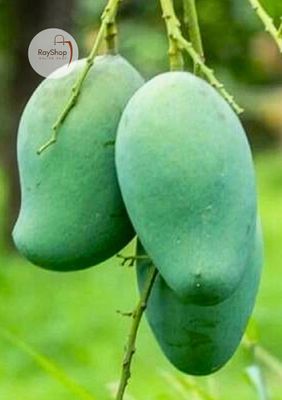 ১০ কেজি | আম্রপালি / রূপালি আম_img_0
