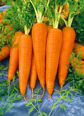 Gajor China (Carrot)_img_1
