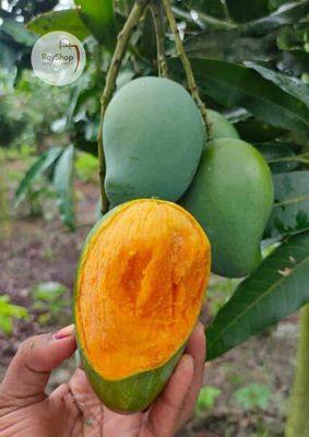 ২০ কেজি || আম্রপালি / রূপালি আম_img_1