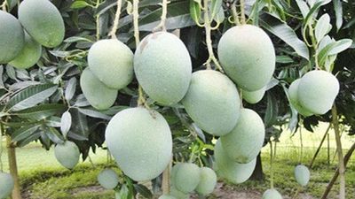 আম (গোপালভোগ-kg) ফরমালিন মুক্ত_img_0