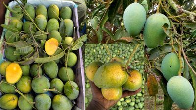 আম (গোপালভোগ-kg) ফরমালিন মুক্ত_img_1