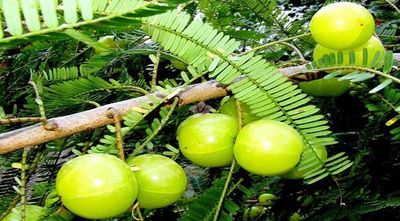 আমলকী_img_2