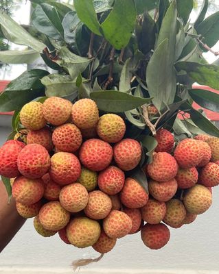 স্বাদের মিষ্টি কাঁঠালি লিচু🍒 ১০০পিস_img_1