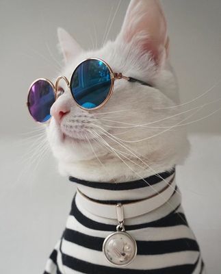 Sunglasses For Lovely Pet Cat Dog_img_0