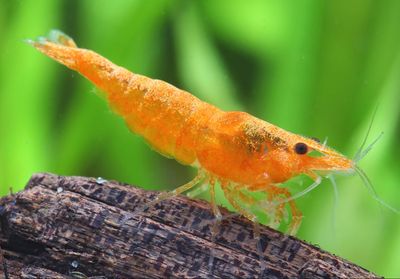 Orange shrimp ( 5 pair)_img_0