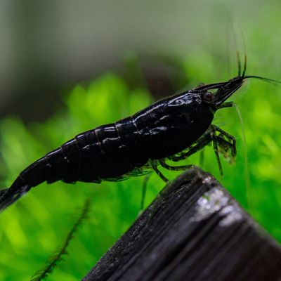 Black shrimp (5 pair)_img_0