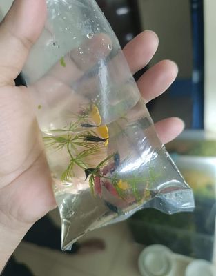 Black shrimp (5 pair)_img_1