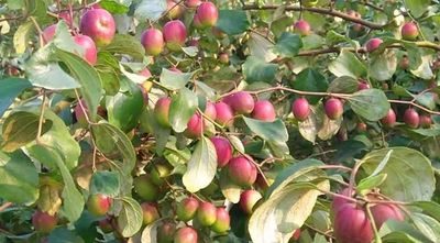 কাশ্মীরি কুল_img_3
